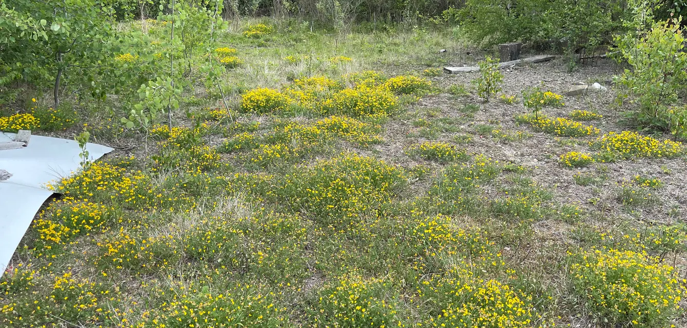 OMG! It’s OMH! The conflict between brownfield regeneration and preservation of Open Mosaic Habitat